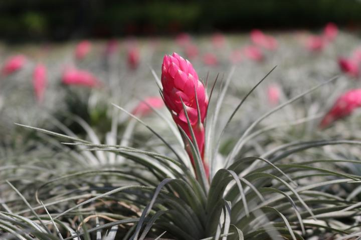 The cotton candy air plant, with spiky long green leaves and a bright pink centre which looks just like cotton candy!